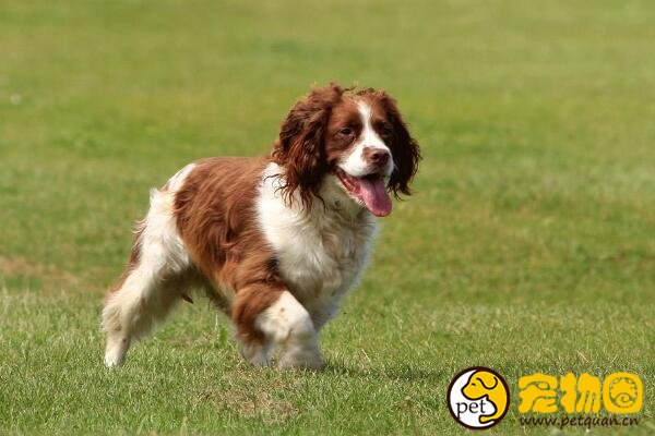 英国史宾格犬性格好吗,养的人这么少是什么原因