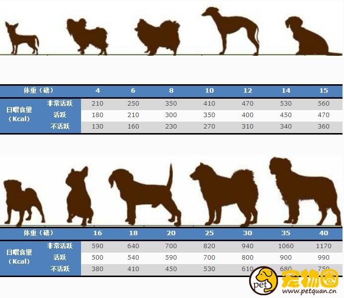 狗狗喂食量标准一览,喂养剂量和体重有关(附带食量对照表)