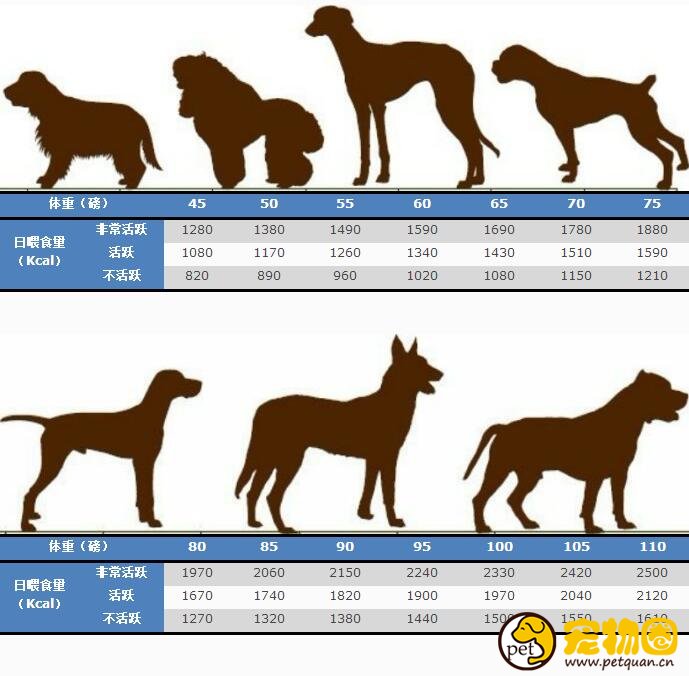 狗狗喂食量标准一览,喂养剂量和体重有关(附带食量对照表)