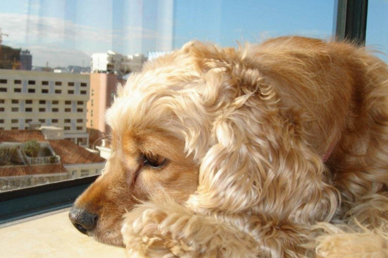 可卡为什么没人养 -【宠物圈】