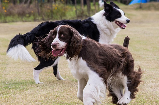 史宾格犬适合家养吗,性情稳定温顺友善适合看家
