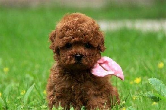 泰迪多大算成犬,满12个月龄后就算成年