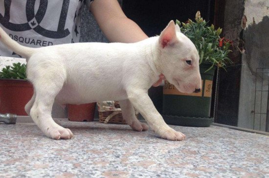 牛头梗多少钱一只,宠物级幼犬的价格在1300～3500元
