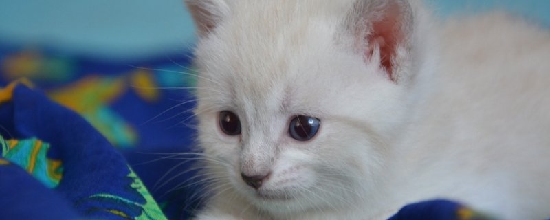 猫尿血怎么办,猫咪血尿能自己好么