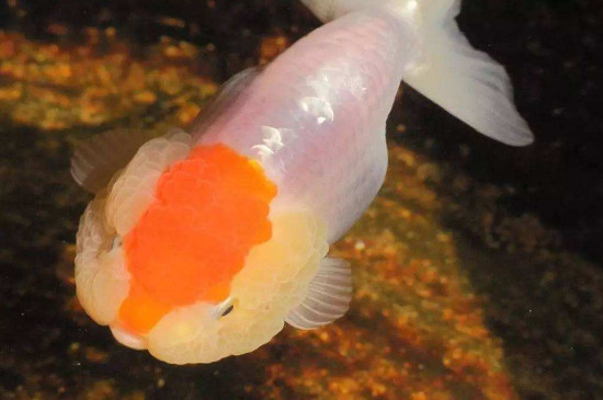 5,红顶虎头鱼