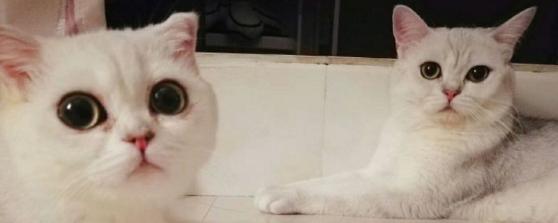 2个月渐层猫怎么看品相