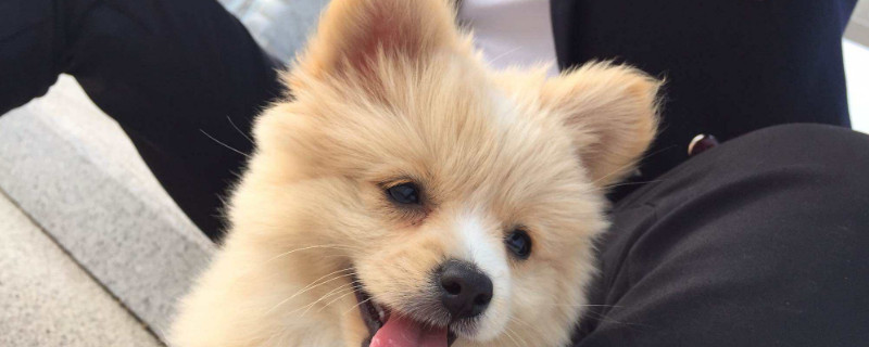 俊介是博美犬