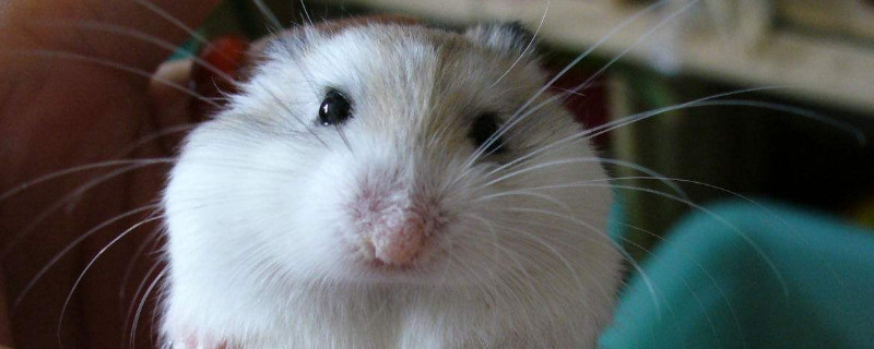 仓鼠是老鼠吗