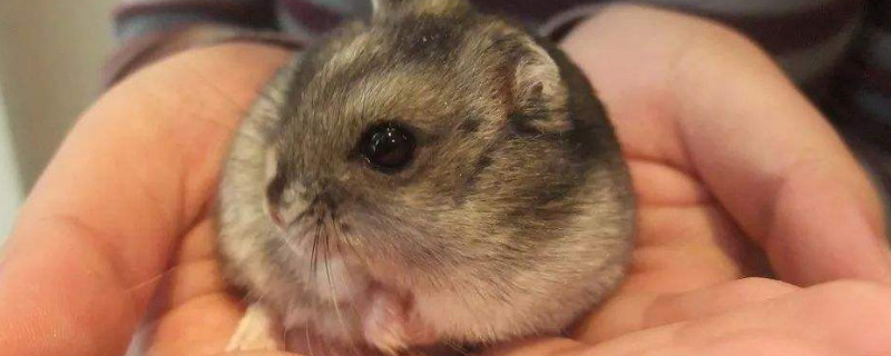 仓鼠吃什么会立马死