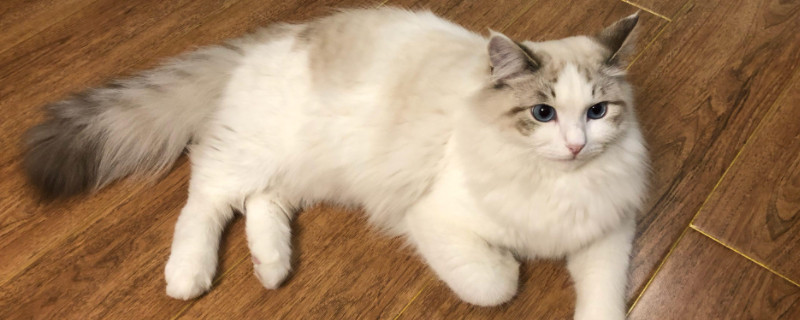 布偶猫公的粘人还是母的粘人
