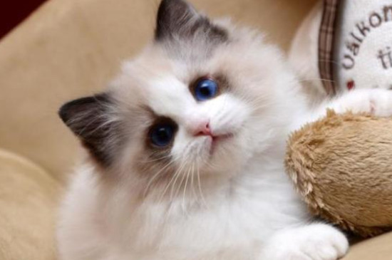 布偶猫公的粘人还是母的粘人