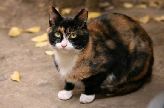 玳瑁猫是不是就是土猫