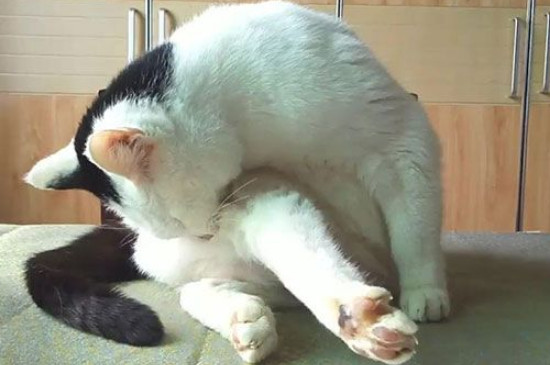 小猫挠痒痒一定有虫吗