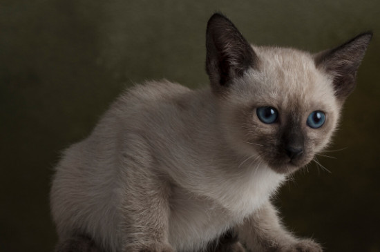 猫咪有什么品种