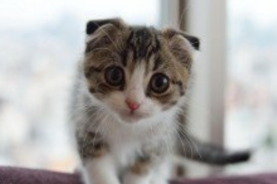 猫咪有什么品种
