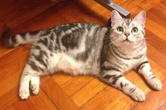 猫从来不叫会不会哑巴