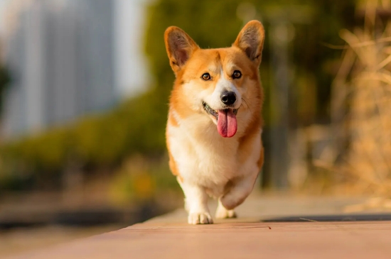 狗狗感冒能自愈吗