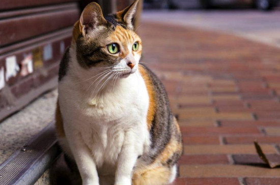 野猫吃什么食物