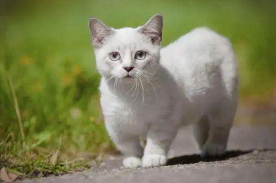 猫咪胡须太长需要修剪吗