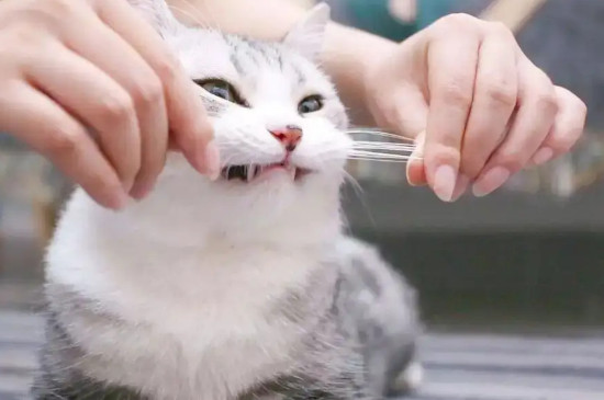 猫咪胡须太长需要修剪吗