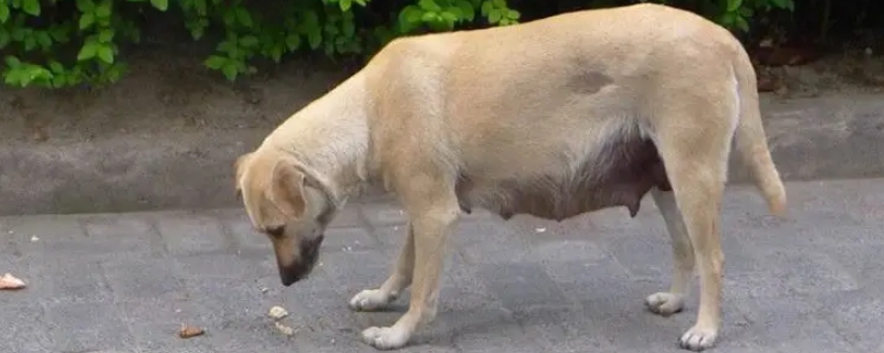 狗狗假孕症状多久消失