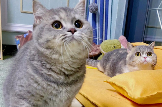 猫想念另一只猫的表现