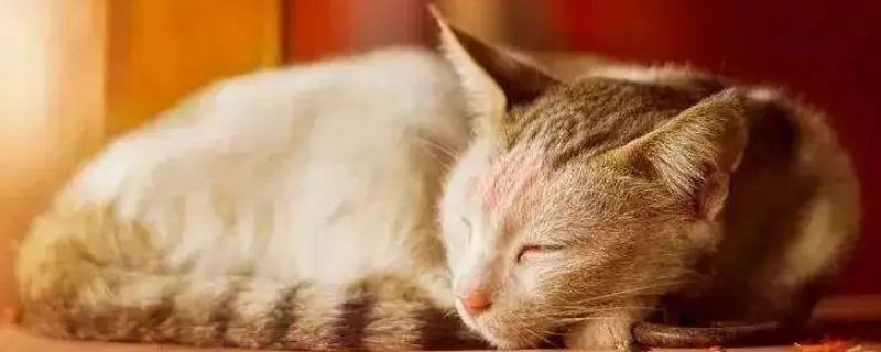 猫想念另一只猫的表现