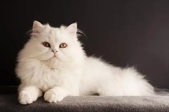 小猫拉肚子是怎么回事