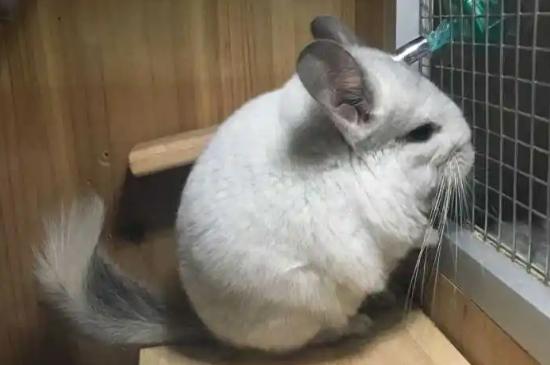 荷兰猪和龙猫的区别