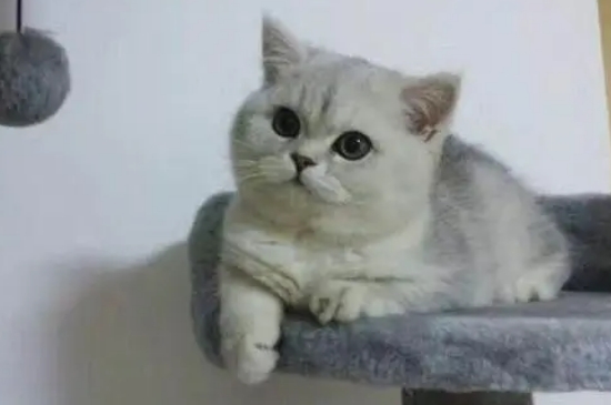 银渐层母猫会发腮吗