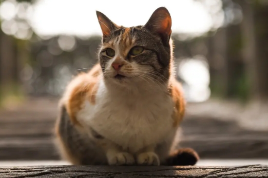 三个月的猫一天吃几颗猫粮