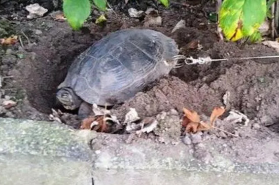 乌龟从高处摔下会死吗