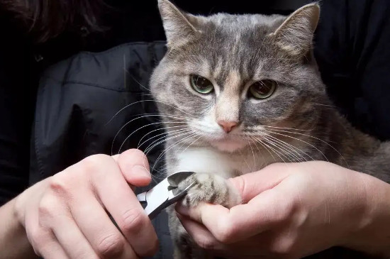 猫咪不让剪指甲怎么办
