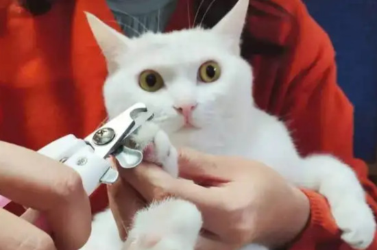 猫咪不让剪指甲怎么办