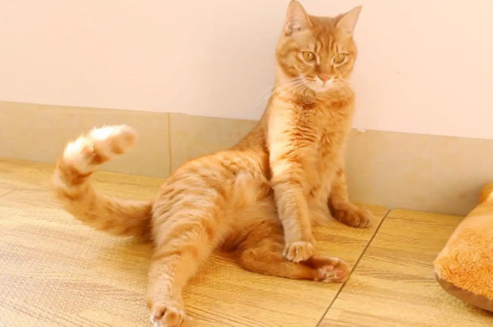 猫摇尾巴是什么意思