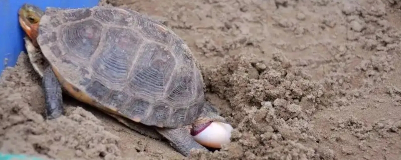 乌龟下蛋一般间隔多久下一个