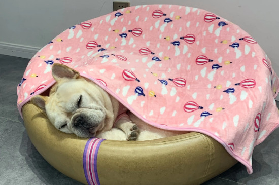 狗狗冬天睡地板上会着凉吗