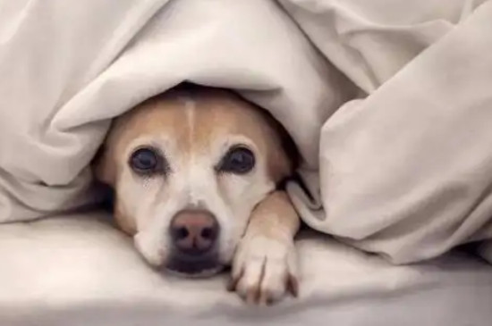 狗狗冬天睡地板上会着凉吗