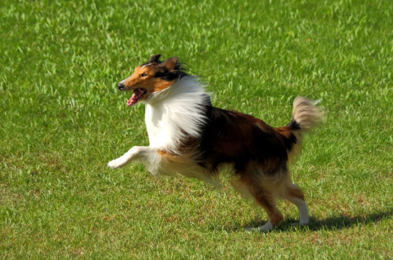 牧羊犬的训练方法