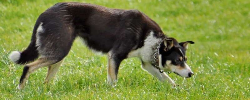 牧羊犬的训练方法