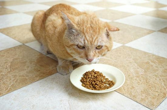 猫咪嘴巴有腥臭味正常吗