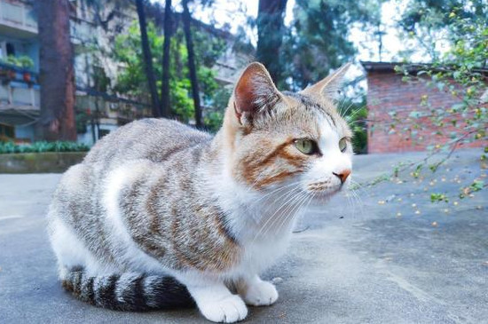 小猫多久可以离开母猫送人