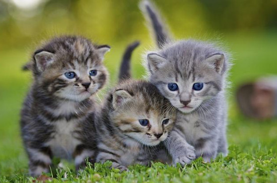 猫咪短暂的啊什么意思