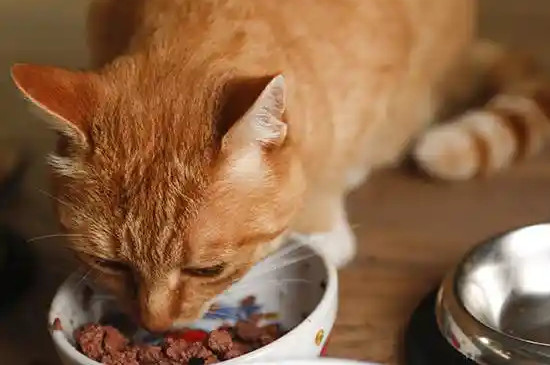 猫咪呕吐是什么原因?