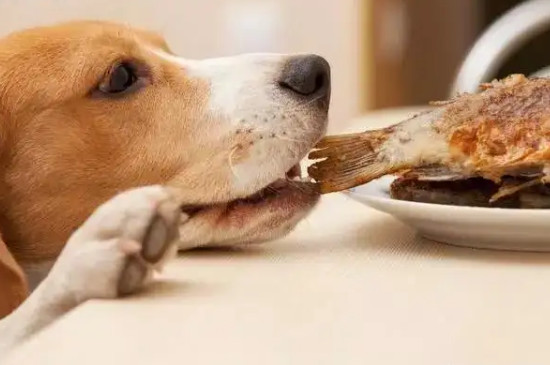 狗狗能吃螃蟹肉吗?