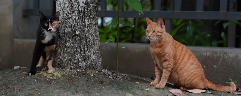 2个多月的野猫能变成家猫吗