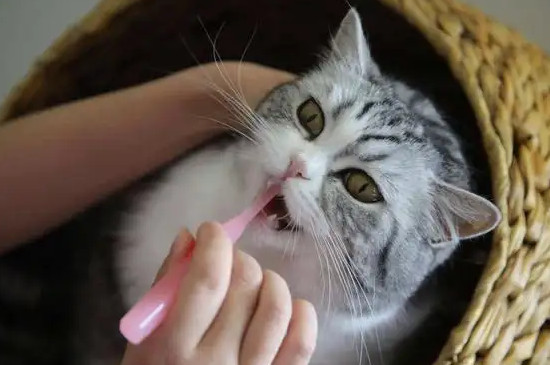 猫嗜酸性肉芽肿会自愈吗