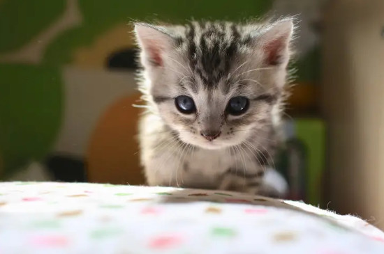 猫咪吃了熟蛋白会怎么样