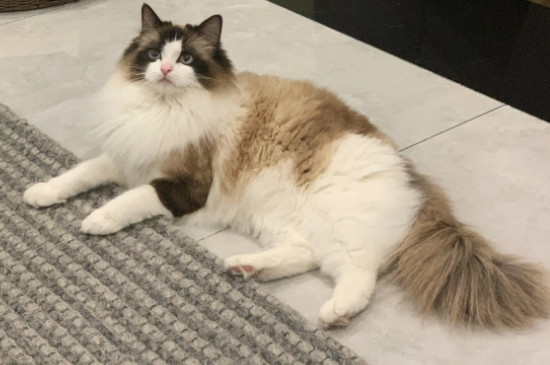 猫咪四岁是人类多少岁