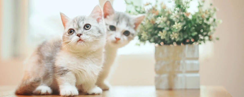 猫咪四岁是人类多少岁
